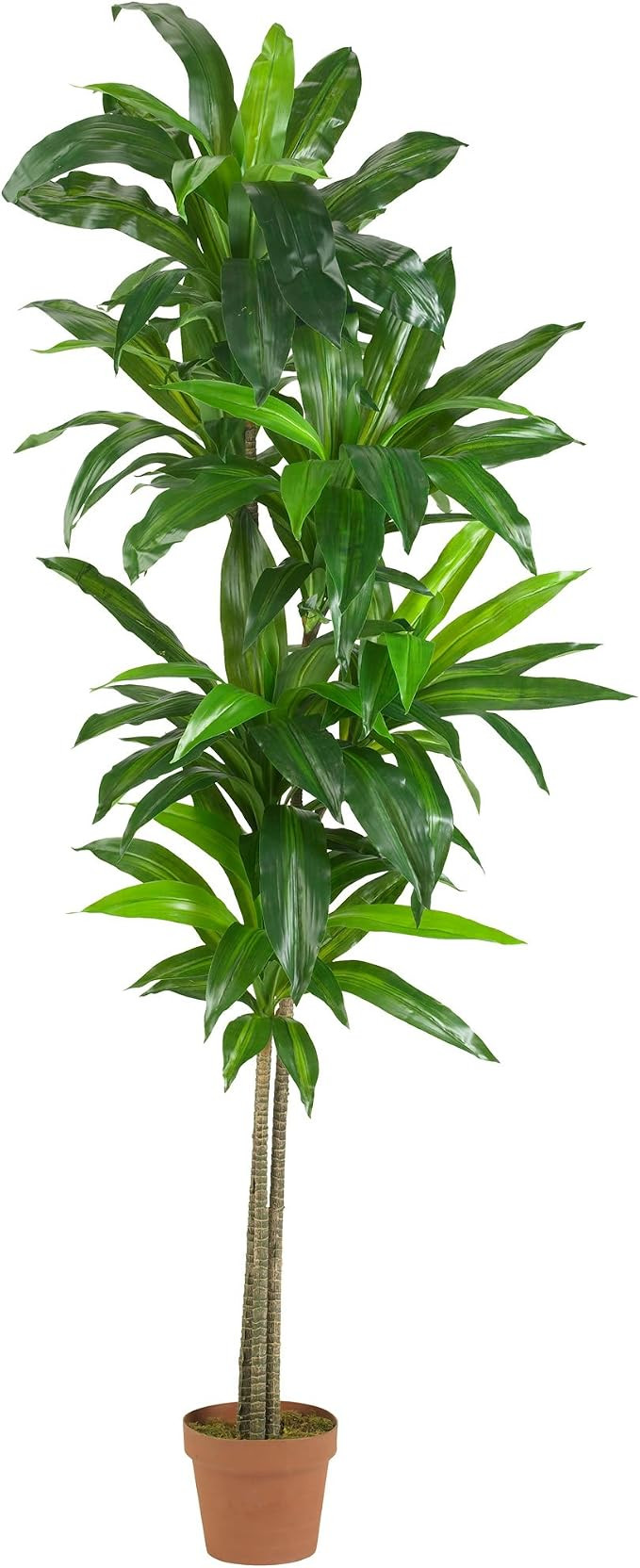 Nearly Natural 6596 6ft. Dracaena Silk Plant (Real Touch),Green | Amazon (US)