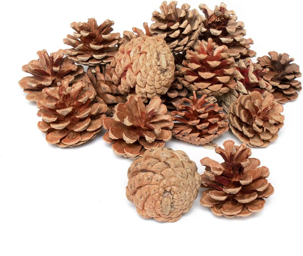 Amazon.com: Rocinha Natural Pine Cones, 20pcs Pine Cones in Bulk, Fall Decor for Home Clearance,C... | Amazon (US)