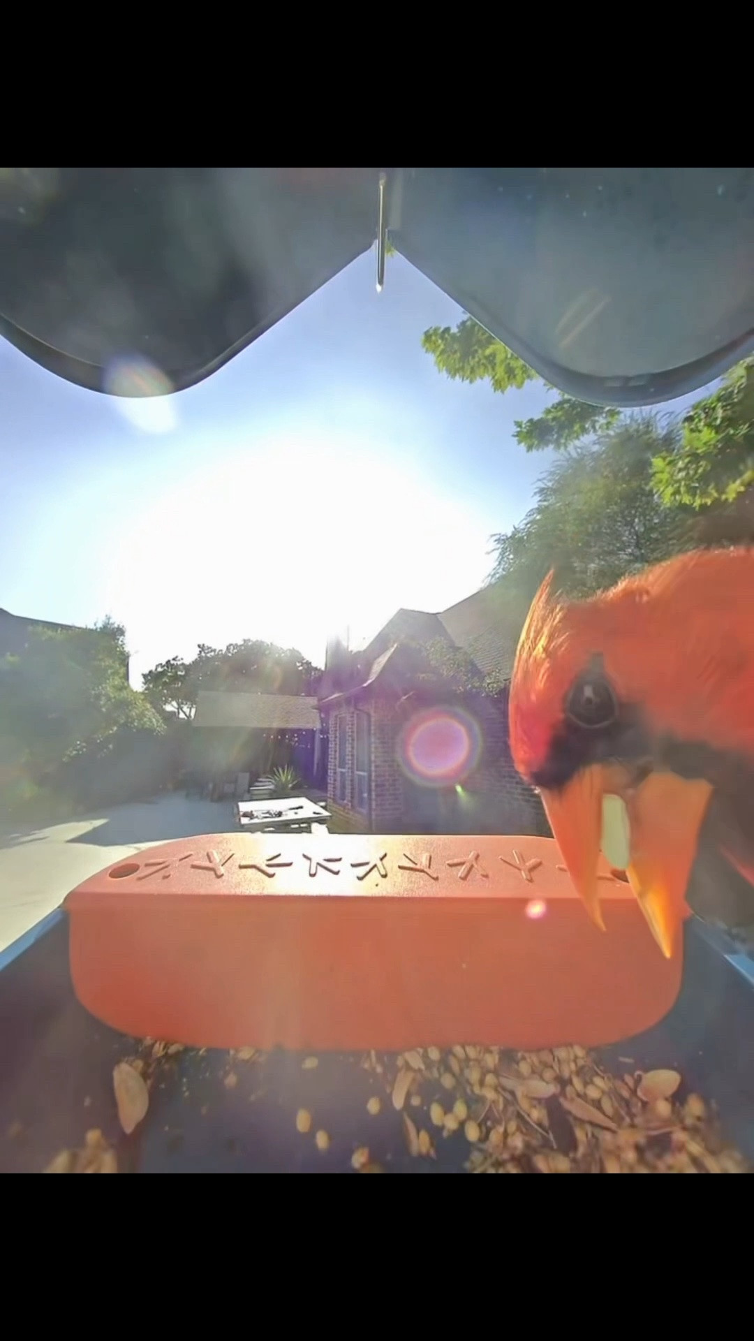 I’ve been loving watching the cardinals, hummingbirds, and all the backyard visitors from my patio. This smart bird feeder lets you see every visitor up close and even sends notifications when someone stops by. Such a fun way to bring a little nature into your day!

Shop this smart bird feeder and a few of my backyard favorites through my LTK. 🌿

#LTKHome #BackyardBirding #SmartHome #OutdoorLiving #BirdWatching #Cardinal #HomeFavorites #PatioInspo #GardenLife #LTKFind