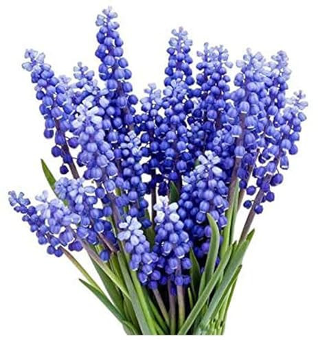 Grape Hyacinth Bulbs - 15 Muscari Armeniacum Bulbs for Planting - Grows 6-8" Tall - Flower Bulbs for Spring Planting - Indoor Forcing | Amazon (US)
