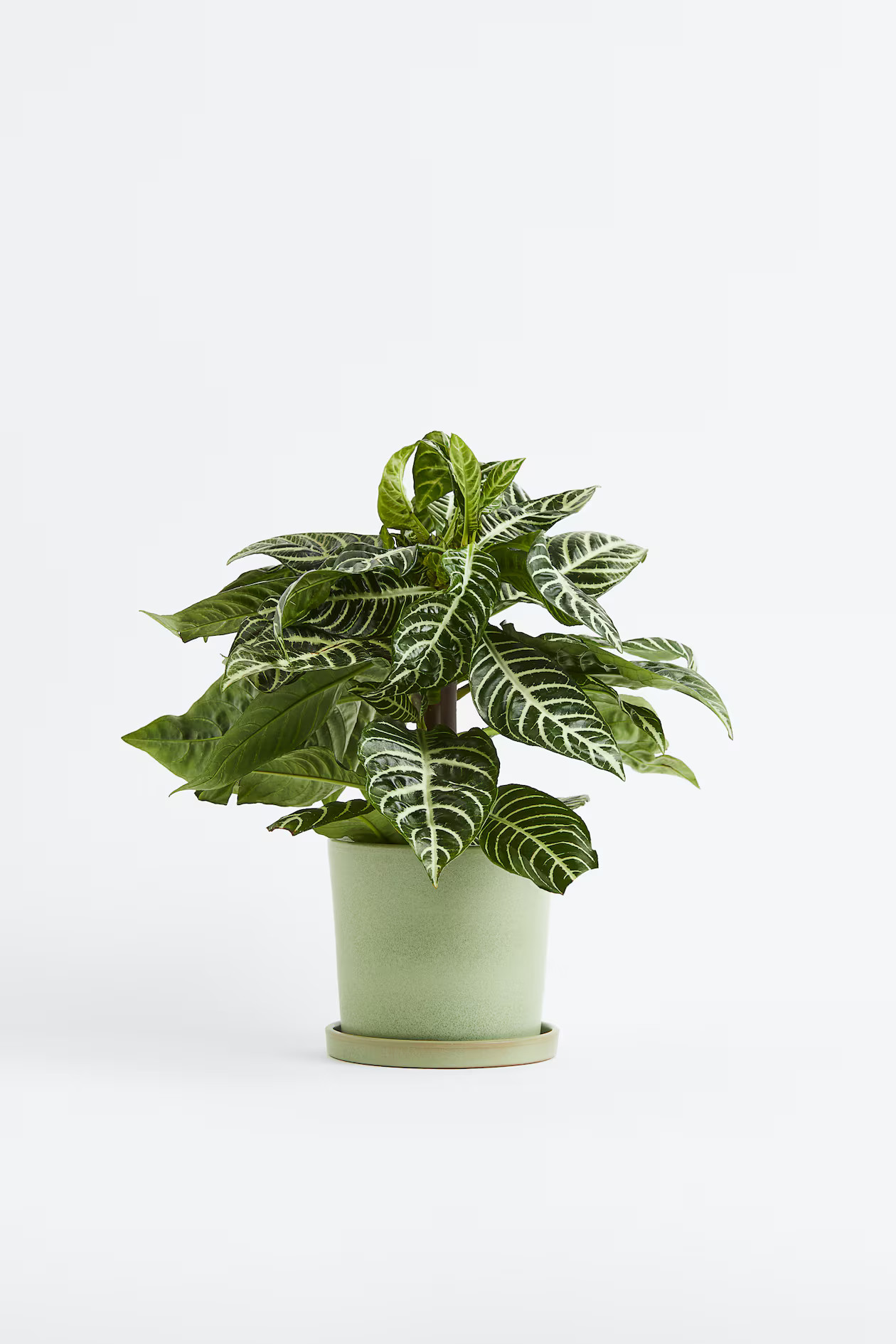 Aphelandra Botanica - Zebra Plant | H&M (UK, MY, IN, SG, PH, TW, HK)
