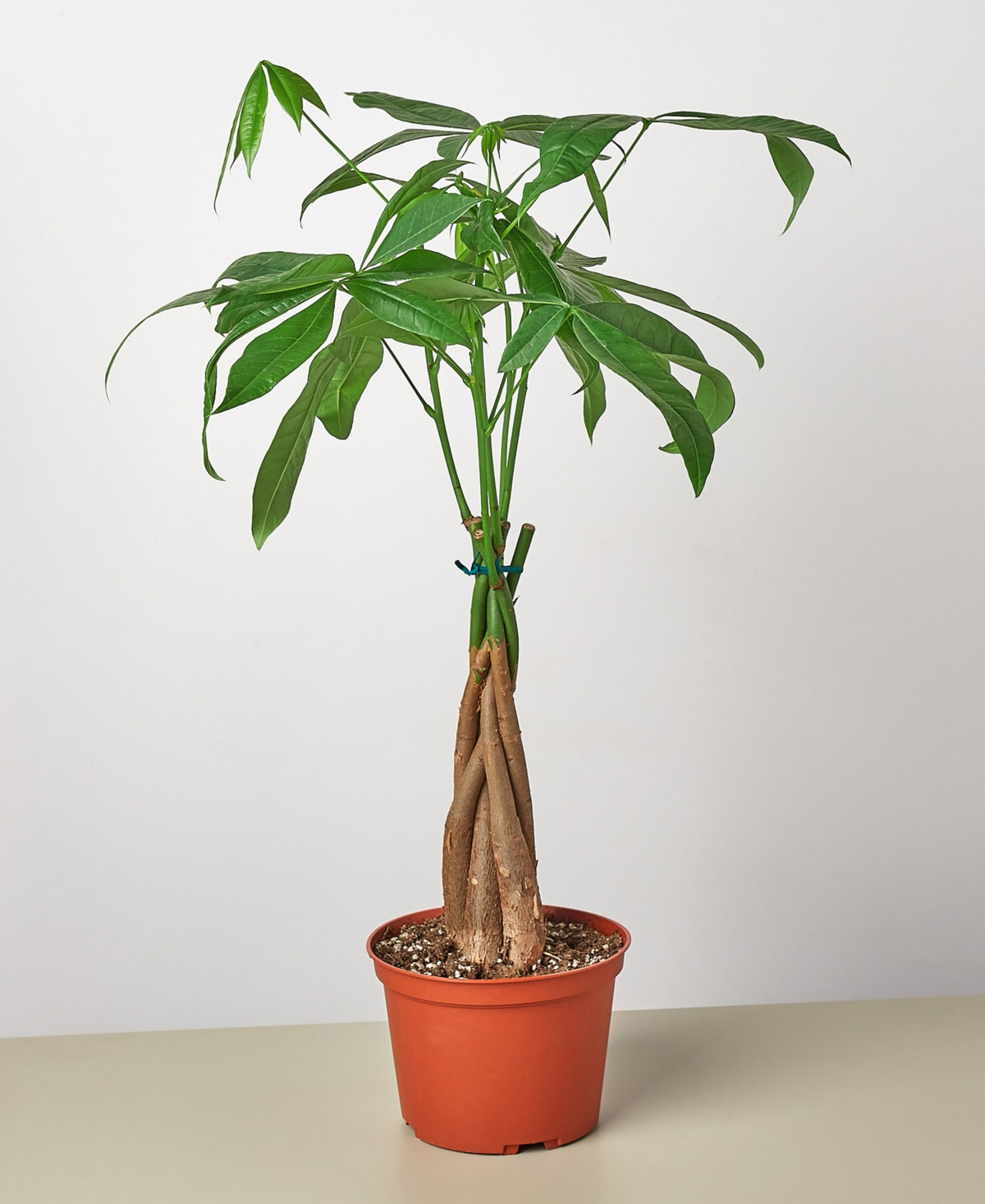 Money Tree 'Guiana Chestnut' Pachira Braid Live Plant, 6" Pot | Macy's