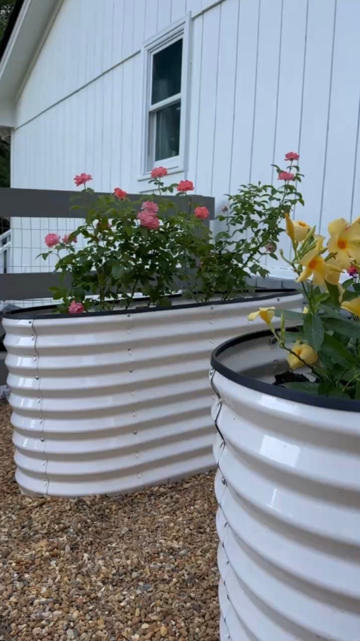 Clean, simple, and so good 🌿 These corrugated metal raised garden beds are perfect for adding structure to an outdoor garden or farmhouse yard. Love the contrast of the white metal planters against the gravel landscaping, filled with rose bushes and flowering plants for an easy, elevated look. Durable, modern, and functional—these raised planters are ideal for flowers, herbs, or vegetable gardens and fit beautifully into any farmhouse exterior or modern outdoor space.

#eanesinteriors #raisedgardenbed #metalplanters #corrugatedmetal #outdoorgarden #gardeninspo #farmhousegarden #whiteplanters #flowergarden #yardinspo #landscapingideas #ltkhome #ltkoutdoor

#LTKOver40 #LTKSeasonal #LTKHome