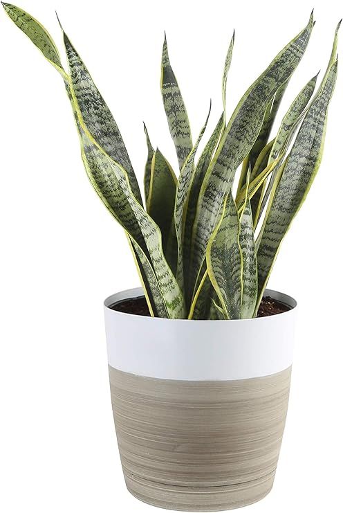 Costa Farms Premium Live Indoor Snake Sansevieria Floor Plant Shipped in Décor Planter, 2 to 3-F... | Amazon (US)