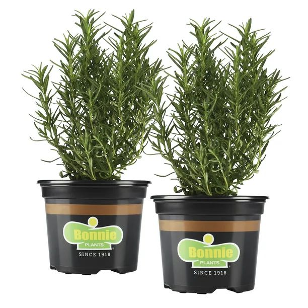 Bonnie Plants Rosemary 25 oz., 2-Pack - Walmart.com | Walmart (US)