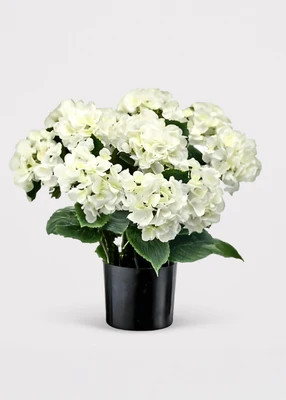 Potted Fake Hydrangea in White Green - 22" | Afloral
