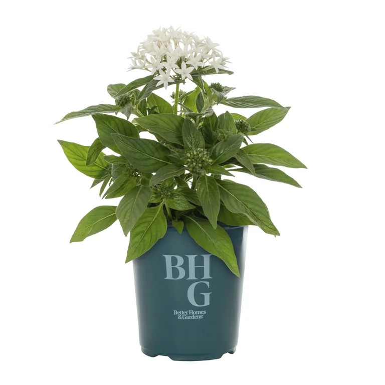 Better Homes & Gardens 1.5PT White Pentas Live Annual Plant Sun 5-Pack | Walmart (US)