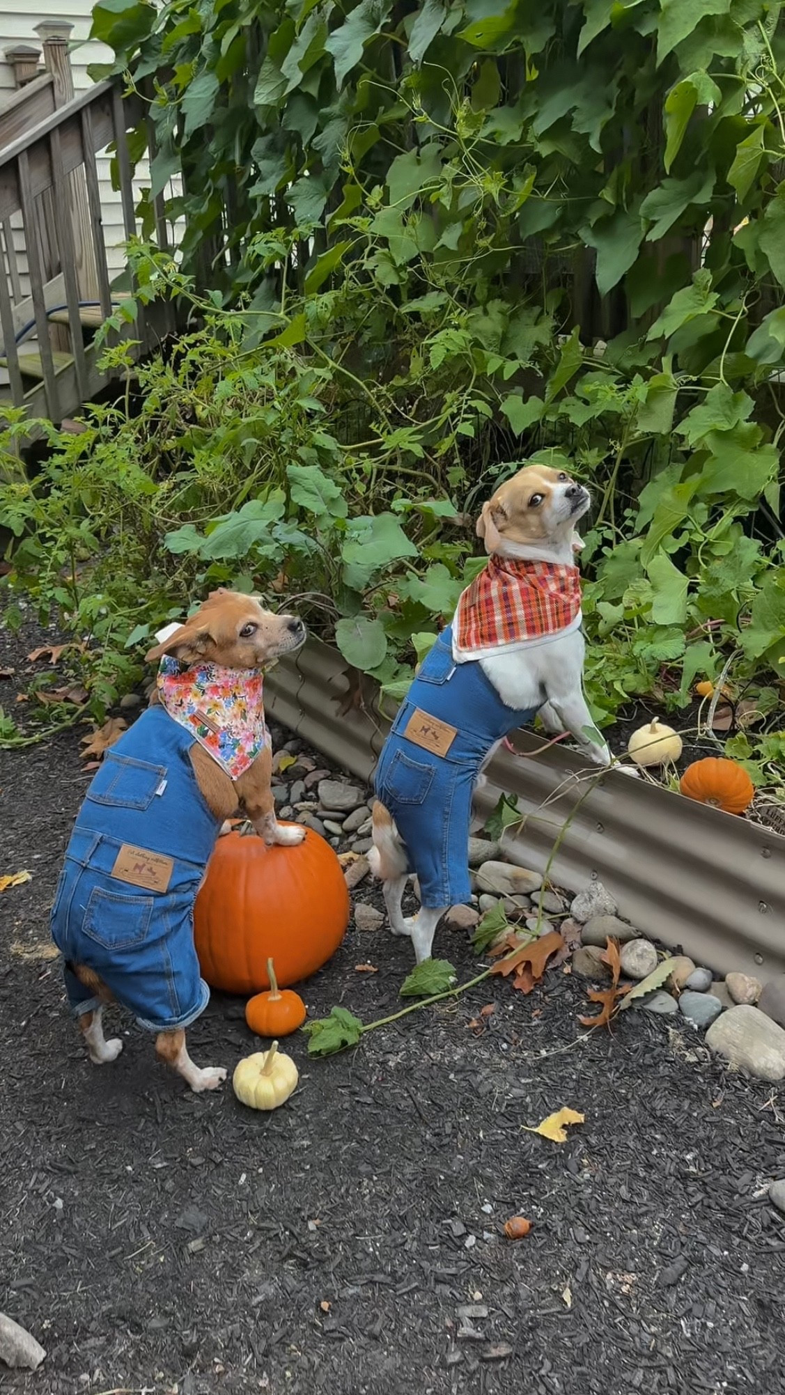Feeling cute. Might harvest your pumpkins later. 👩🏼‍🌾🎃🐶 The overalls were snug but the attitude is unmatched 🤣 Happy Halloween from Cali and Henry! 

Garden, pumpkins, fall, fall fashion, pets, pet outfits, overalls, denim, Amazon finds, dog outfits, dogs


#LTKSeasonal #LTKHalloween #LTKHoliday