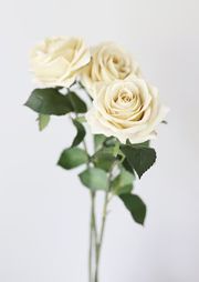 Artificial Flowers Rose in Eggshell Cream - 21.5" Tall | Afloral (US)