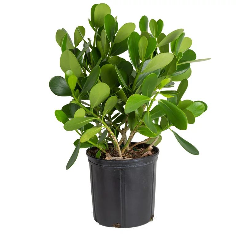Costa Farms Expert Gardener Live 24 in. Tall Green Clusia Outdoors Plant in 10in. Grower Pot | Walmart (US)