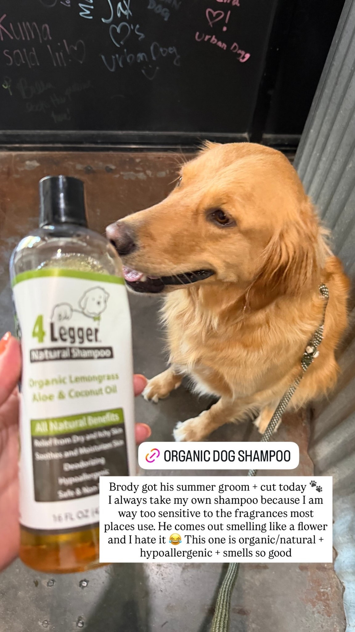 Brody got his summer groom + cut yesterday! 🐾

I always take my own shampoo because I am way too sensitive to the fragrances most places use. He comes out smelling like a flower and I hate it 😂 This one is organic/natural + hypoallergenic + smells so good

#LTKdayinmylife