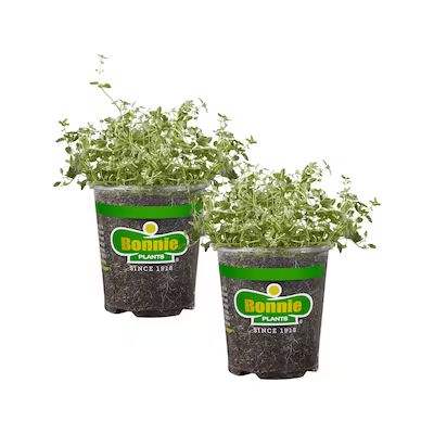 Bonnie Plants 2-Pack English Thyme in 19.3-oz Pot | Lowe's