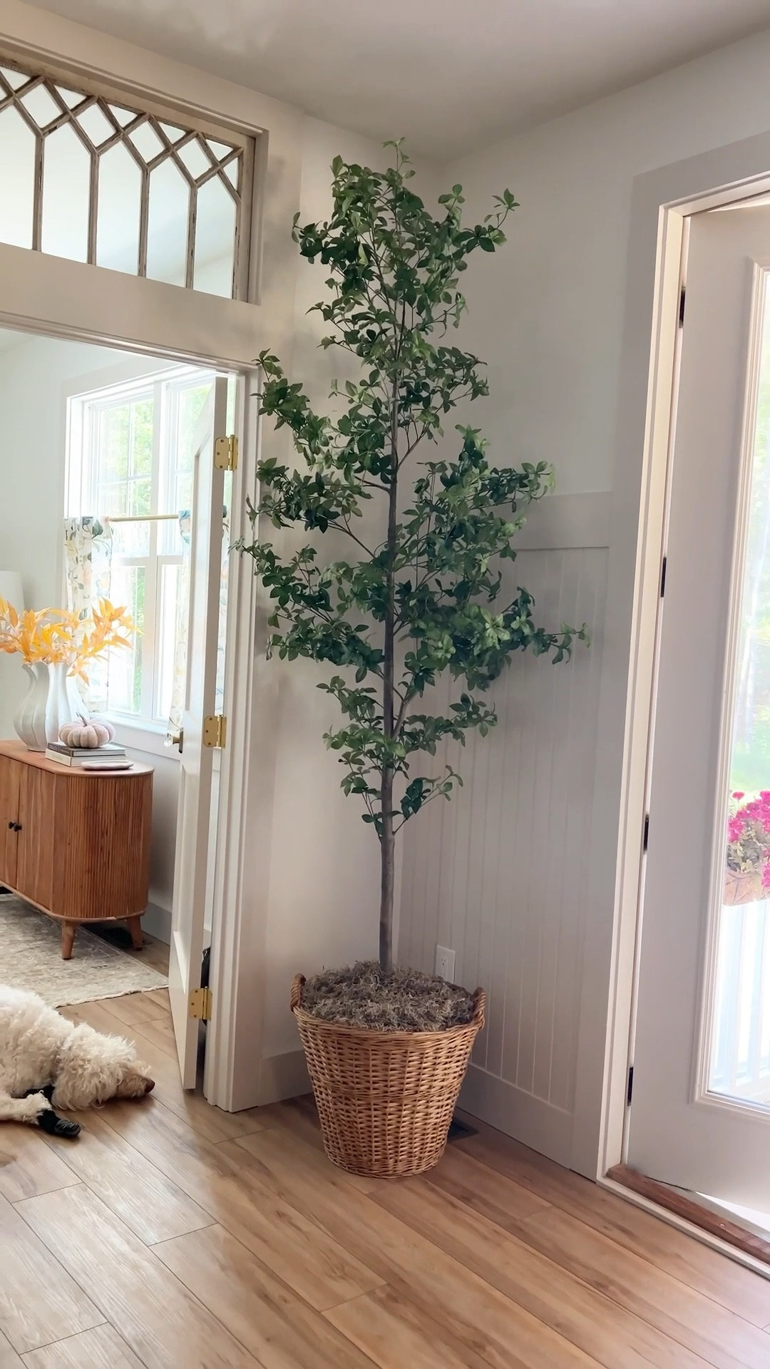 🗣️ PUT THAT TREE IN A BASKET

My basket was thrifted, but any large basket will work!

#LTKSeasonal #LTKStyleTip #LTKHome