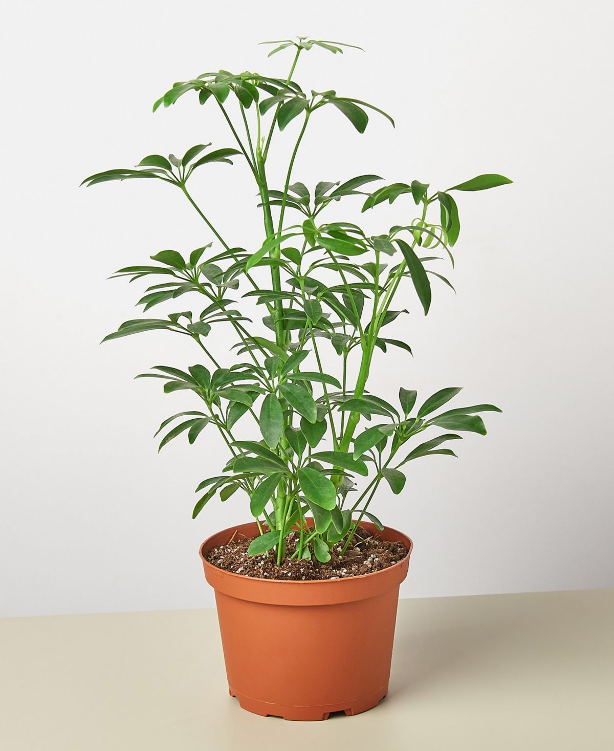 Schefflera Arboricola 'Umbrella Plant' Live Plant, 6" Pot | Macys (US)