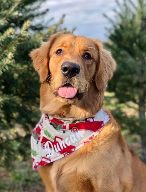 Holiday dog pet bandanas over the collar | Etsy (US)