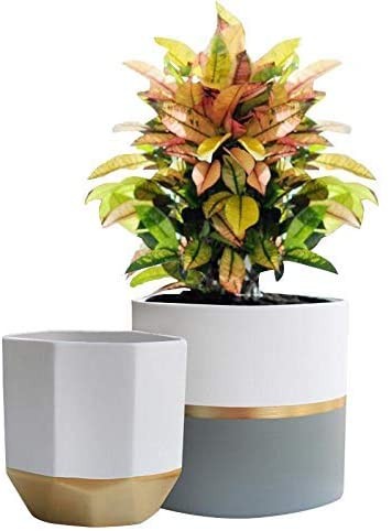 White Ceramic Flower Pot Garden Planters 6.5 Inch Pack 2 Indoor, Plant Containers with Gold and G... | Amazon (US)