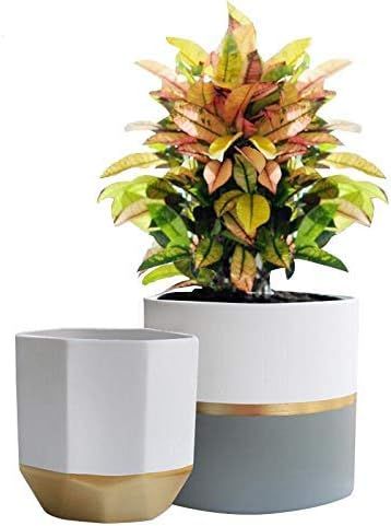 White Ceramic Flower Pot Garden Planters 6.5 Inch Pack 2 Indoor, Plant Containers with Gold and G... | Amazon (US)