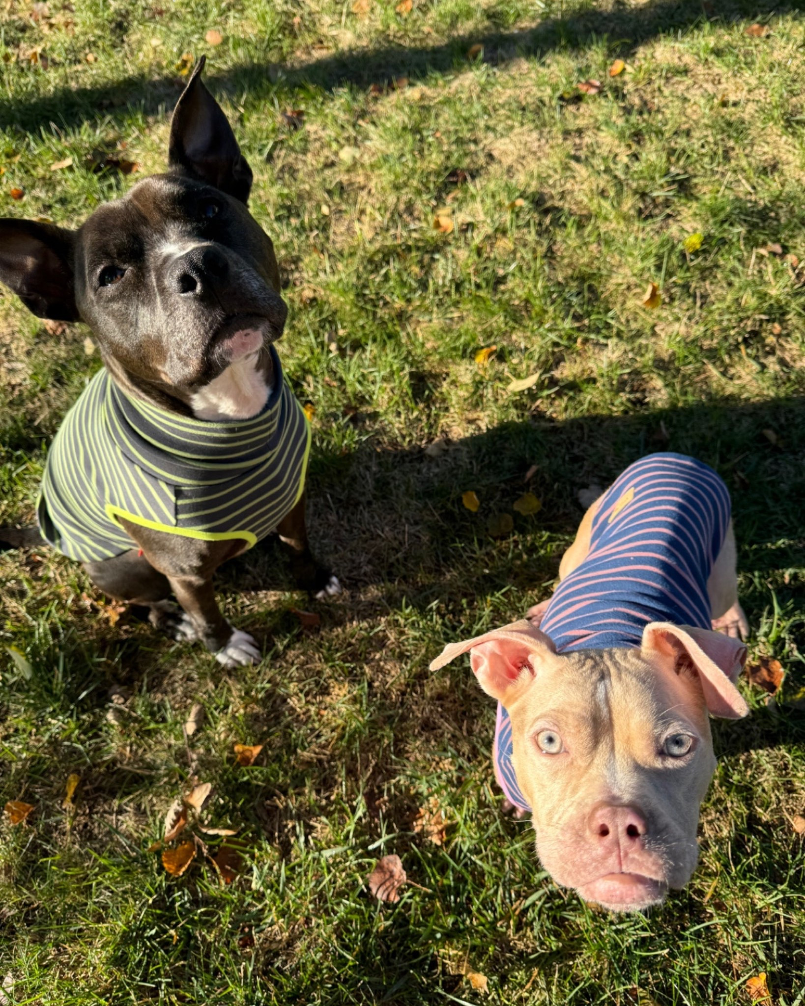 It’s getting chilly outside! 
Keep your dog warm with this soft and stretchy sweater! 

#LTKPets