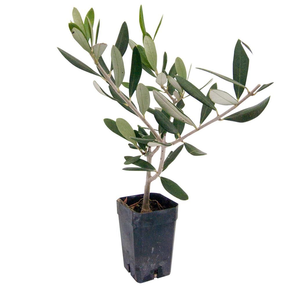 3 in. Pot Green Olive Which Ripen Black Mediterranean Olive Tree (Olea) Live Potted Fruiting Trop... | The Home Depot
