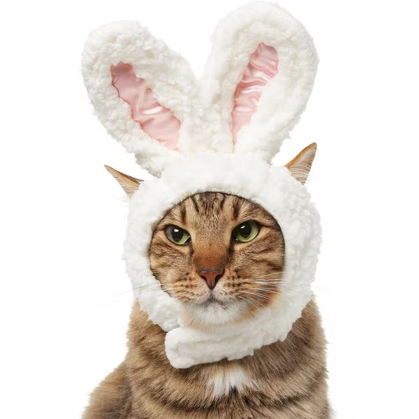 Frisco Bunny Ears Dog & Cat Costume Accessory, X-Small/Small | Chewy.com