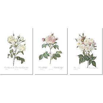 Ink Inc. Vintage Botanical Prints | Roses White Pink Wall Art | Floral Decor | Set of 3 8"x10" Un... | Amazon (US)