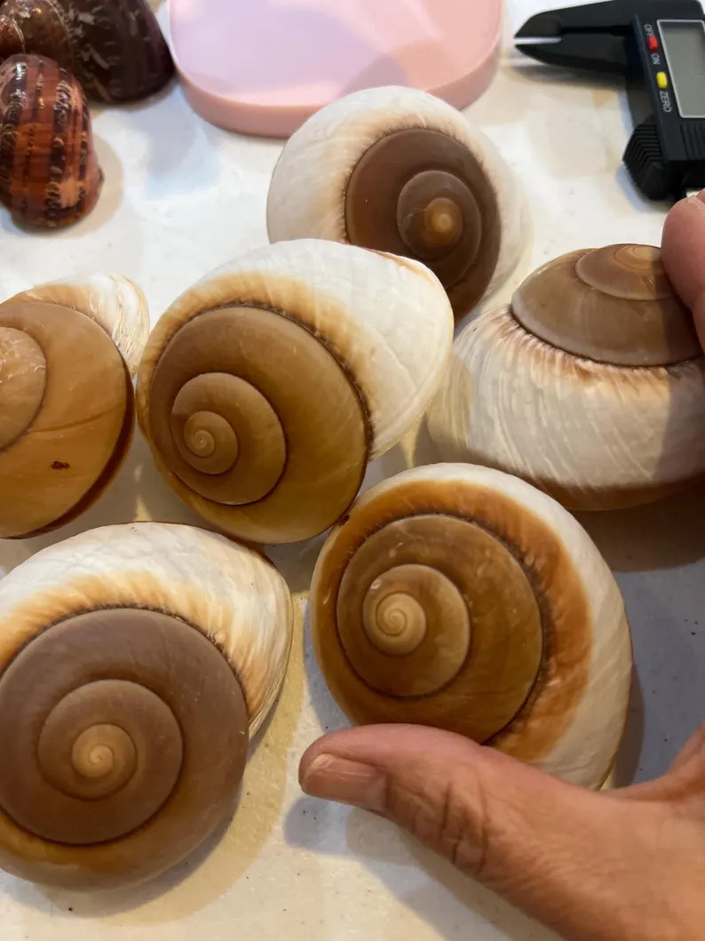 Large Hermit Crab Shells: Natural Ocean Blemishes, Measured Opening Size | Etsy (Global)