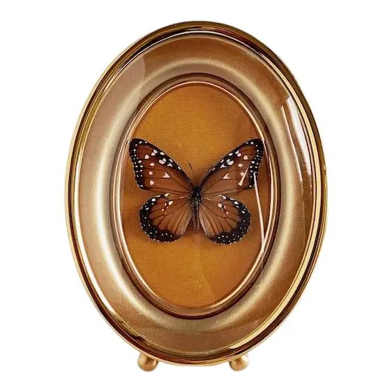 Vintage Mid 20th Century Framed Monarch Butterfly | Chairish