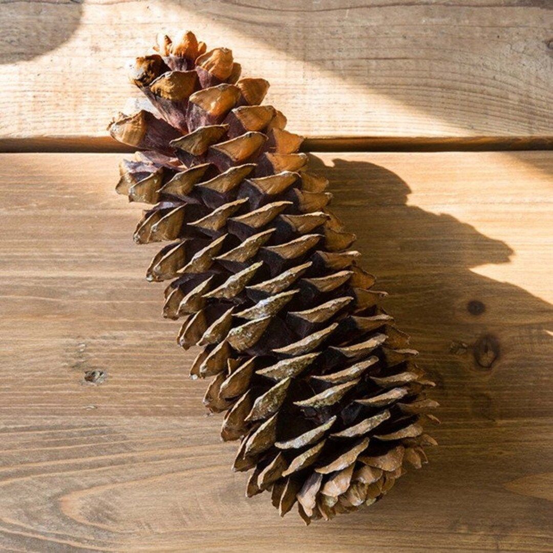5 Huge Sugar Pine Cones 1215 Selectively Wild - Etsy | Etsy (US)