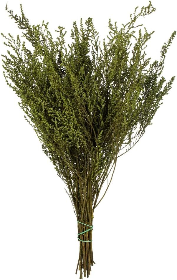 Afloral Preserved Green Stoebe Foliage | Amazon (US)