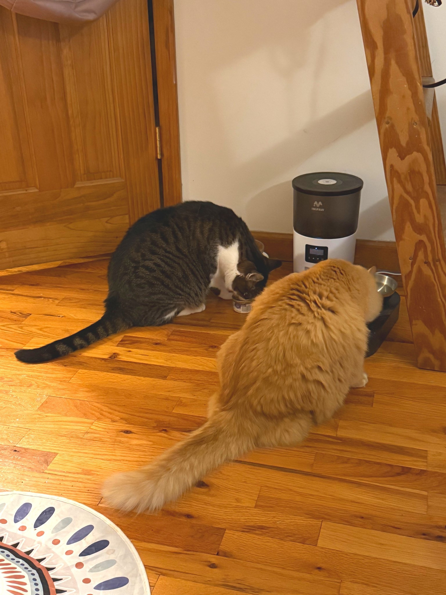 This automatic feeder is such a lifesaver for our two kitties 🐱 

#LTKPets #LTKGiftGuide