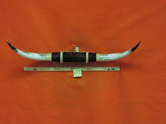 MOUNTED STEER horns 3 ft 10 in huge big bull horns taxidermy cow TEXAS longhorn #013 | Etsy (US)