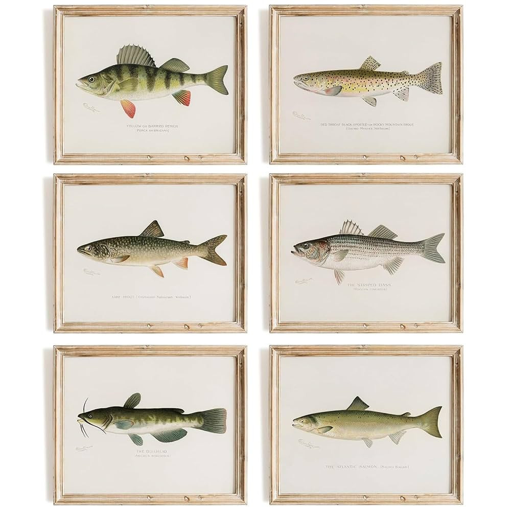 Fish Wall Art Prints (Set of 6) - Unframed - 8x10s | Vintage Fishing Decor - Reproductions of Vin... | Amazon (US)