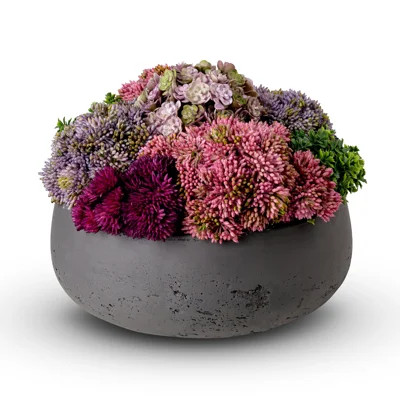 Georgina Sedum Floral Arrangement in Pot | Wayfair North America