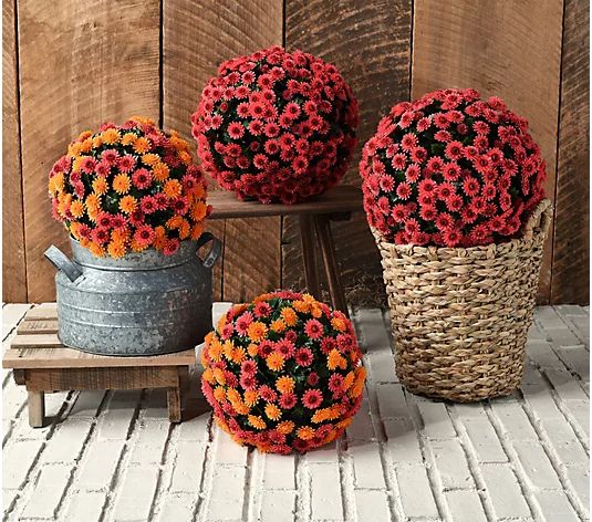 Wicker Park Set of (2) 10" or 12" Faux Mum Garden Spheres - QVC.com | QVC