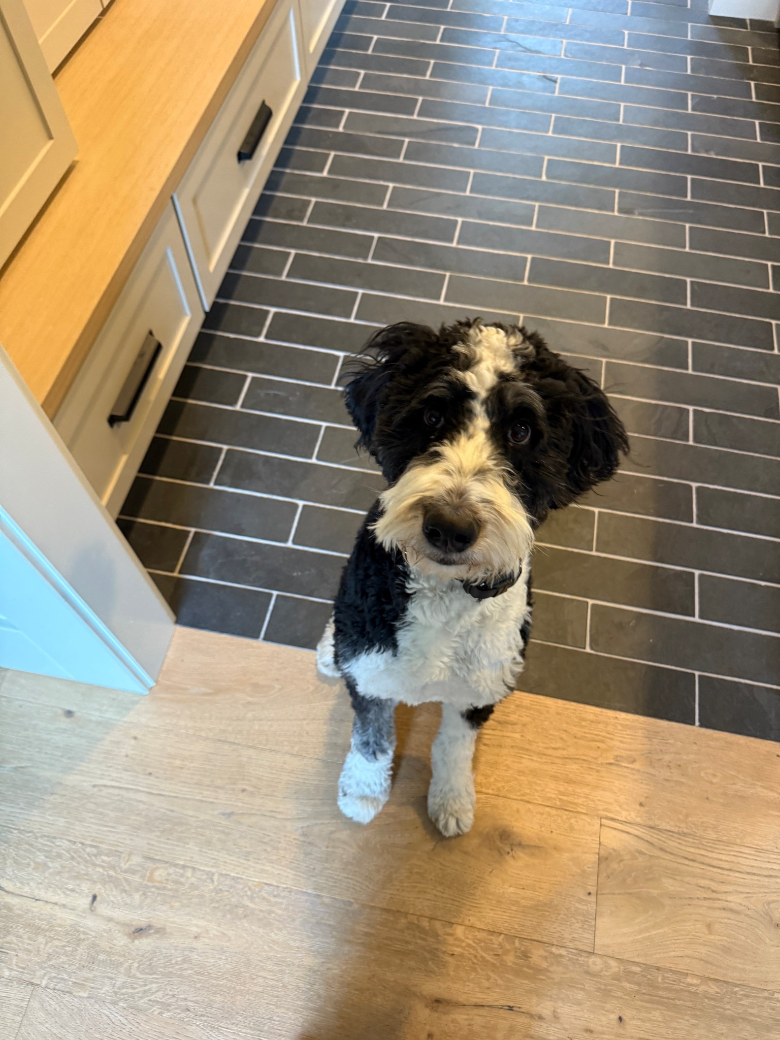 This girl! Lulu is so much fun. We’ve been doing lots of training with her and Tacho. Mud room hardware linked.

#LTKHome