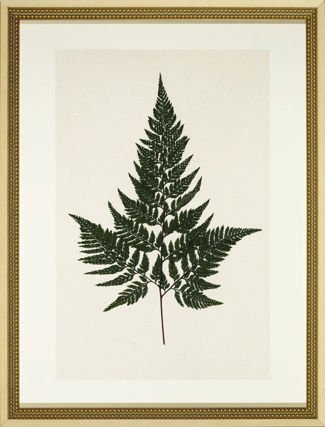 Pressed Fern I - Picture Frame Graphic Art | Wayfair North America