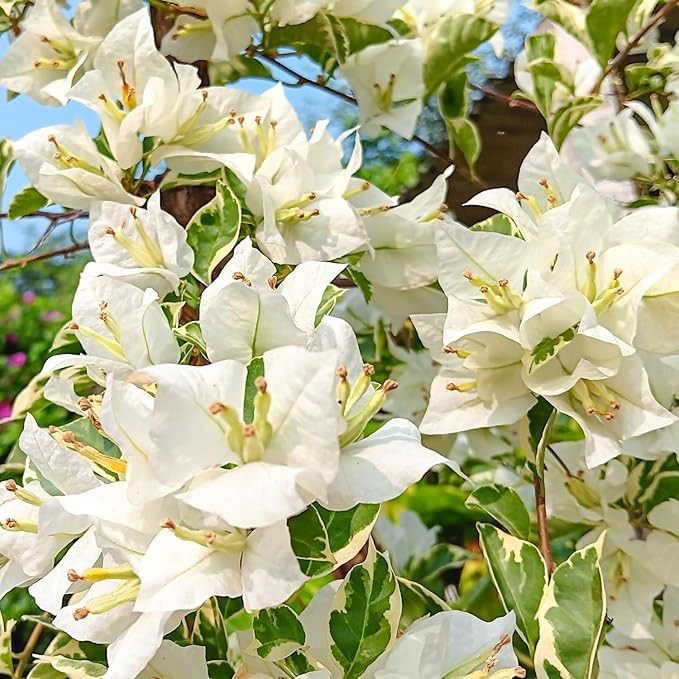 Visit the TANKDA Store | Amazon (US)