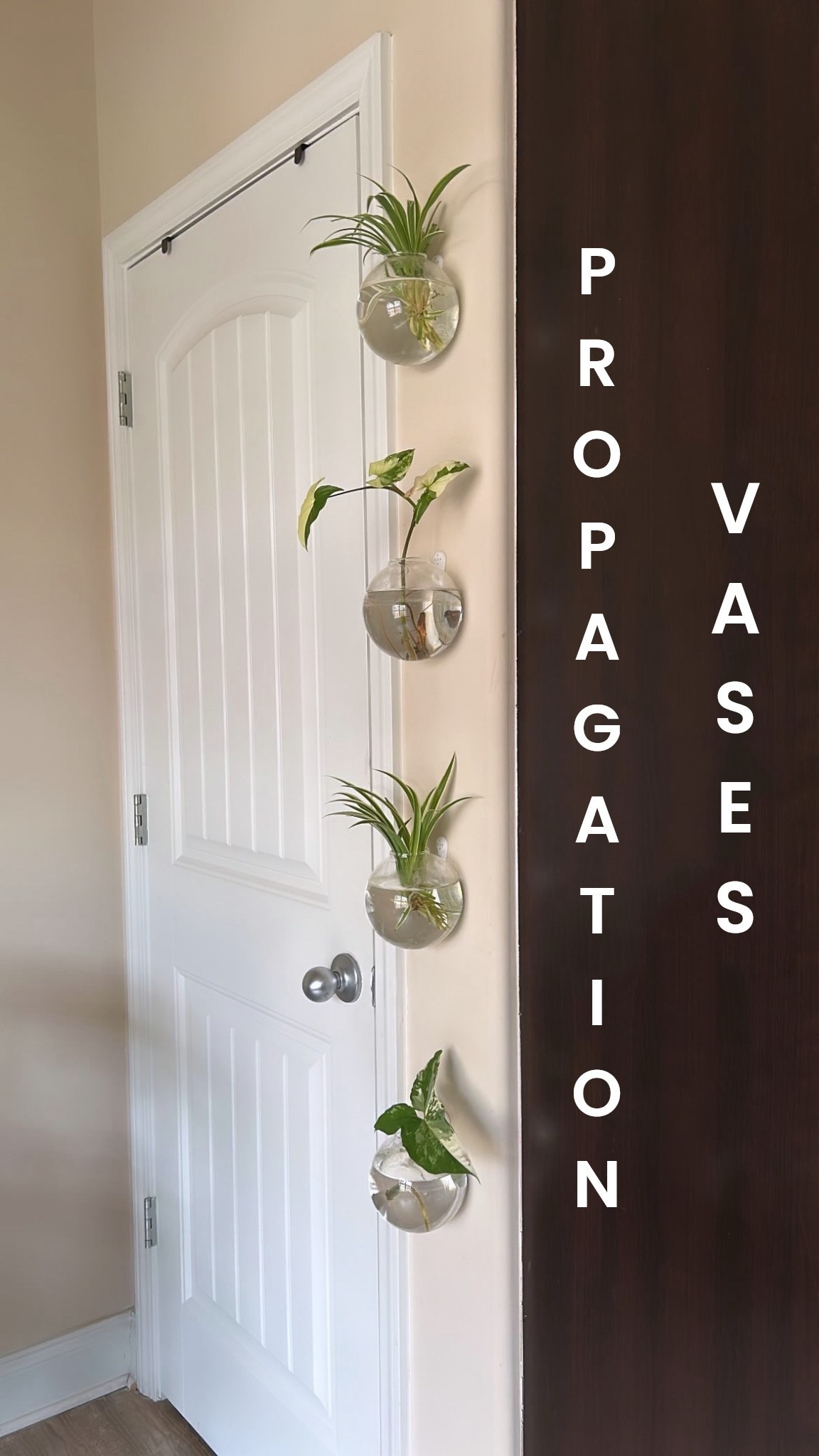 #LTKplants #LTKhouseplants 

#LTKHome