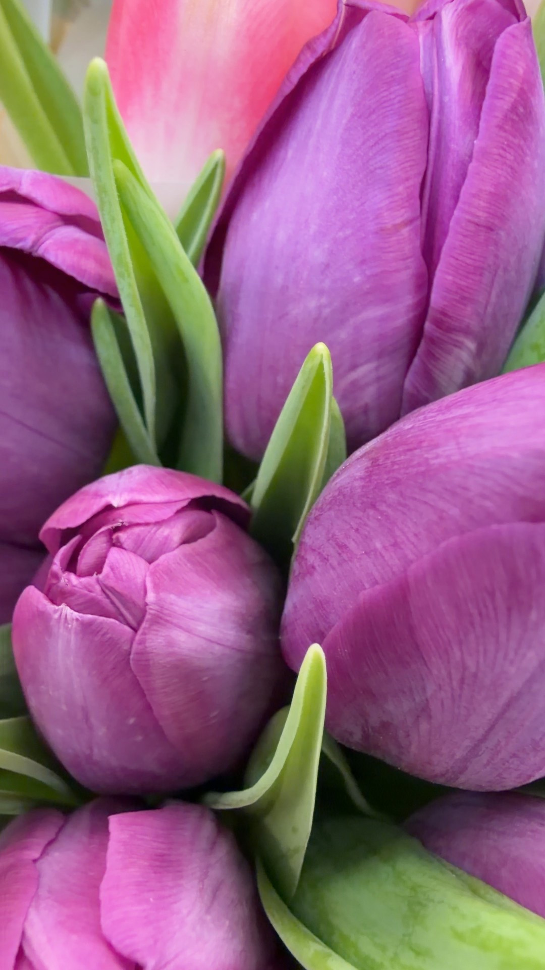 Purple tulip🌷

#LTKHome #LTKWedding #LTKmomlife