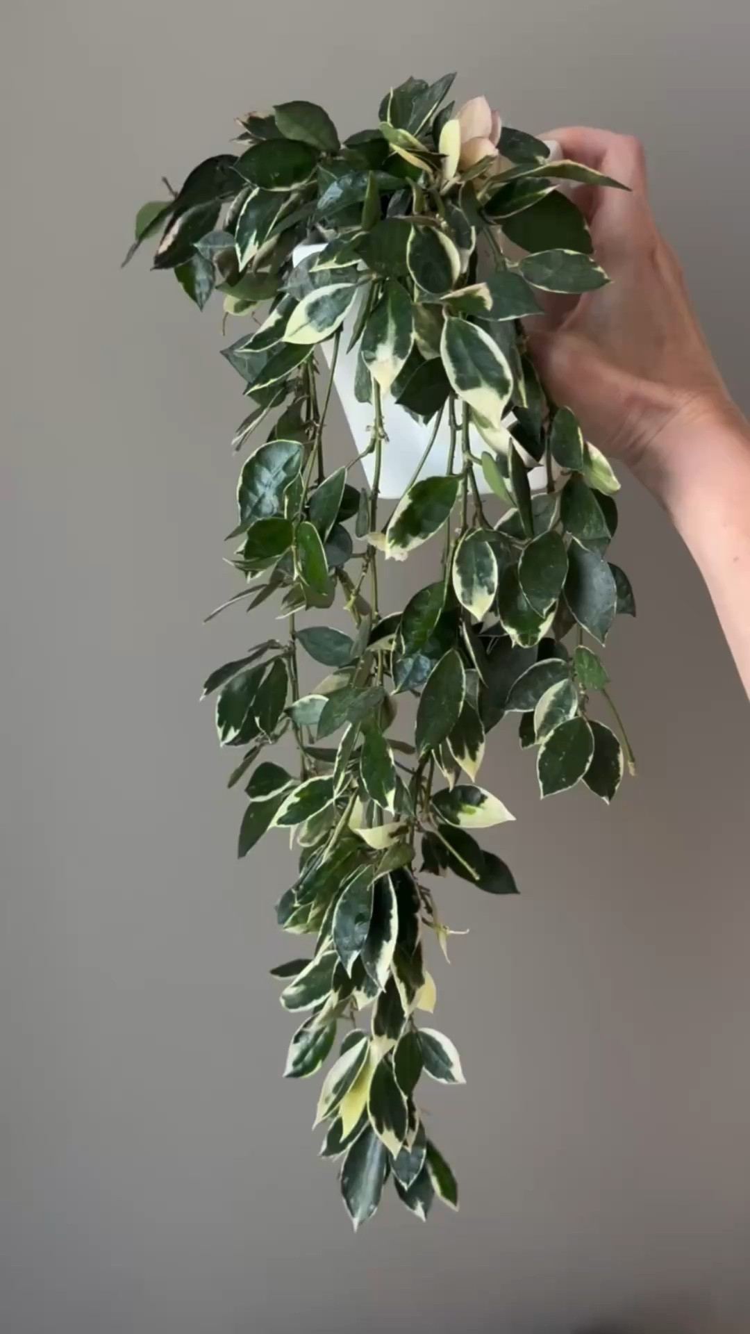 #hoyalacunosaasami is so beautiful with its white margins on the small leaves. The flowers look and smell so typically of #hoyalacunosa I have 2 pots of this same plant and I only need one. DM with an offer if you’d like the smaller one. I’d be delighted to find it a new home

Liz’s personal care experience only…every environment is different:
🪴Name: #hoyalacunosaasamiclone1 
🪴Light: South window + grow lights
🪴Water: when dry
🪴Avg Temp last 30 days: 69F
🪴Relative Humidity last 30 days: 45%
🪴Fussy: not for me
🪴Rate of growth: medium 
🪴Rareness: not commonly found in stores, but in a lot of private collections lately.
🪴Pot size: 3” clear planter
🪴Potting Mix: coco coir mix
🪴Fertilizer: I apply a nutrient-rich fertilizer tailored for Hoyas approximately every other watering when the plant isn’t dormant. It’s packed with essential macro and micronutrients, it’s the best I’ve found for hoyas!
🪴Rooting Method: in my custom coco coir mix in a clear plastic prop box on top of a heat mat, under a strong grow light. 
🪴Time In My Care: 2 years 
🌸Age until 1st bloom: 1 year
🪴Would Liz recommend this one: yes

👍follow for more & 🏷️ save for future reference 

#hoyacollector #hoyaappreciation

#LTKmomlife #LTKHome