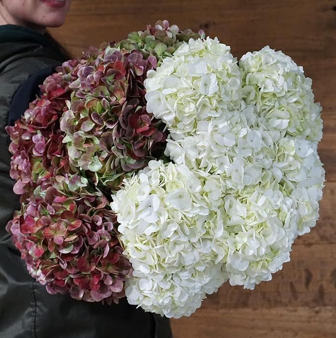 Flores del Este | Fresh Cut White and Red Hydrangeas | 10 Fresh Cut Hydrangeas (Vase not included... | Amazon (US)