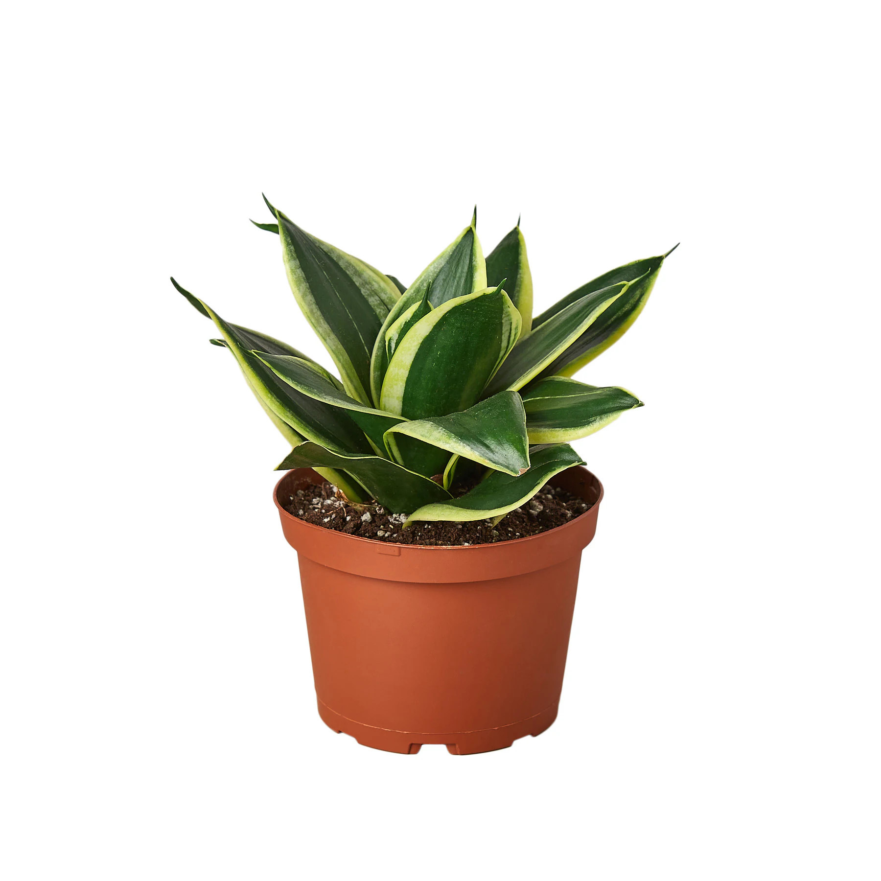House Plant Shop Snake plant, Laurentii, Mother-in-law's tongue House plant in 1 -Pack Pot 1 -Pack | 4-SNAKE-BLACK.GOLD | Lowe's