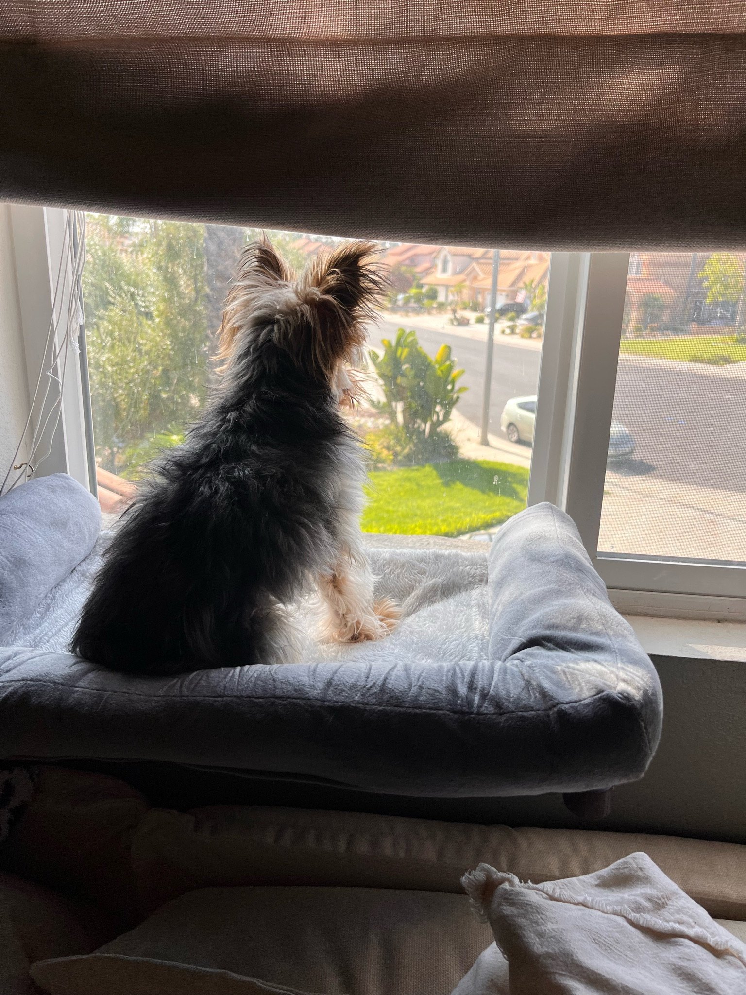 The perfect perch for your fur babies 🥰✨