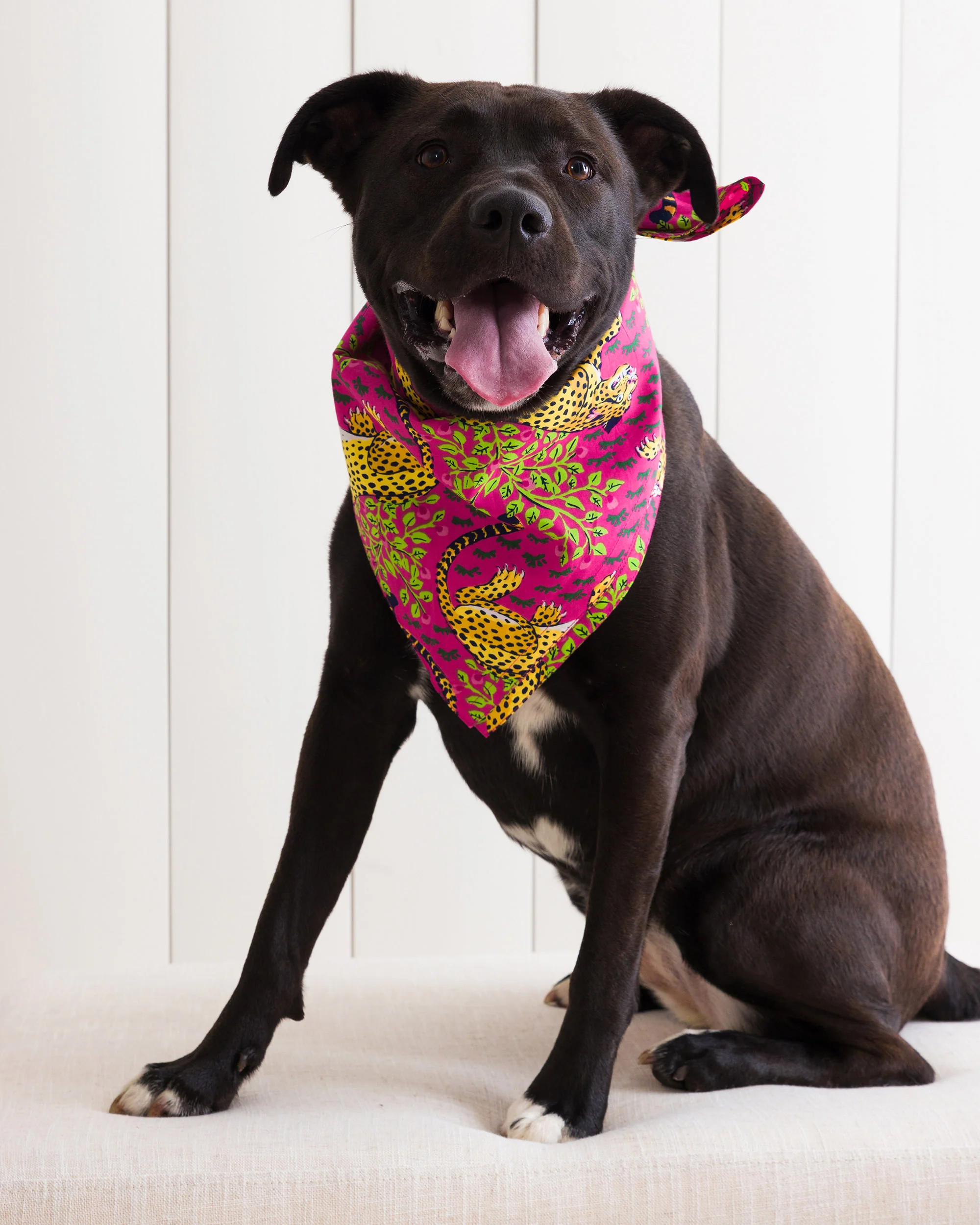 Bagheera - Pet Bandana - Hot Pink | Printfresh