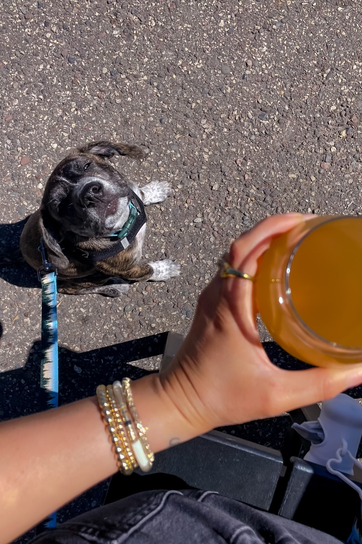 Olive’s puppy accessories 🦮🐶🦴🐾