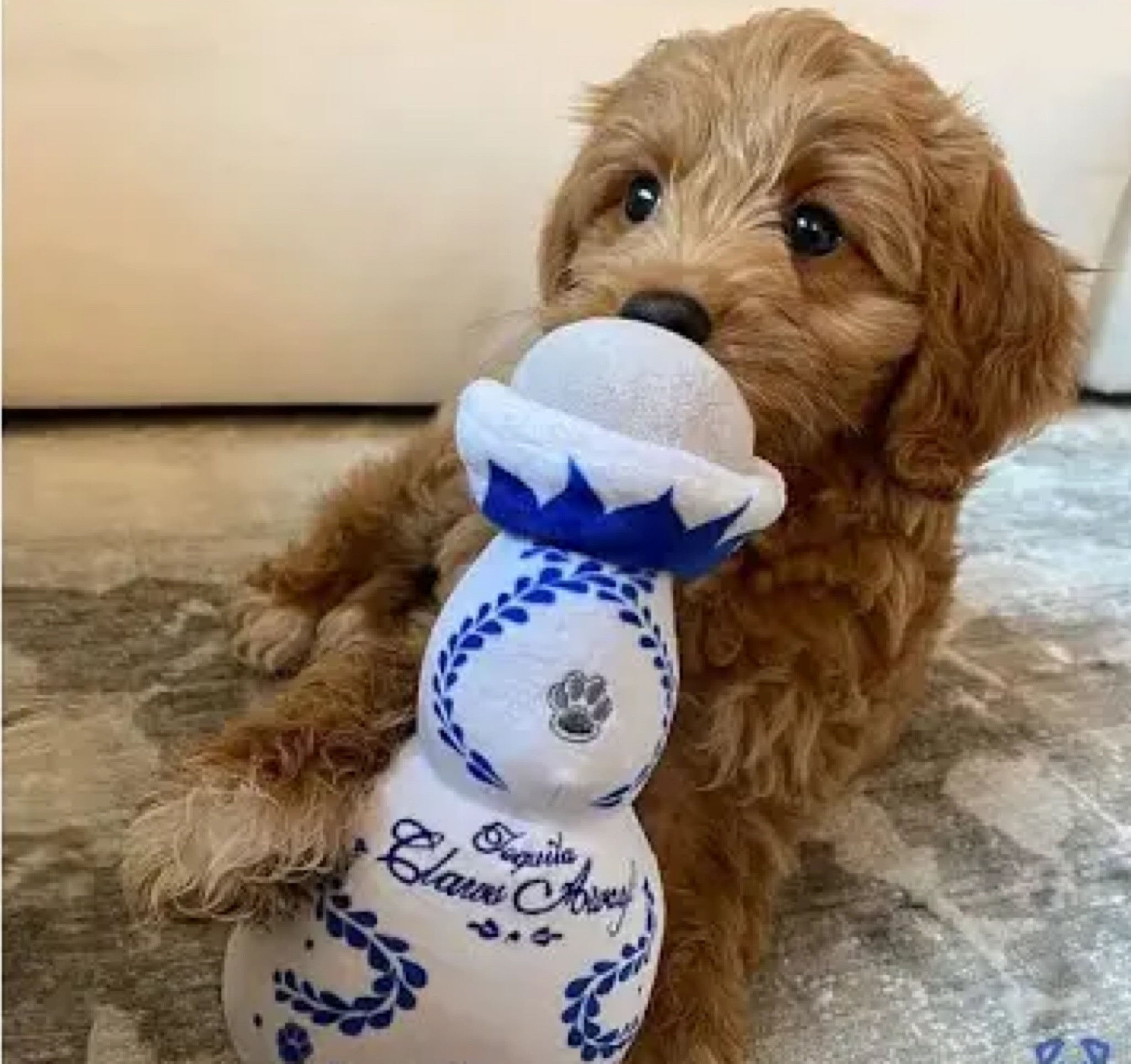 Share your love of tequila with your pup! 
#dog #pets

#LTKhome #LTKunder50 #LTKsalealert