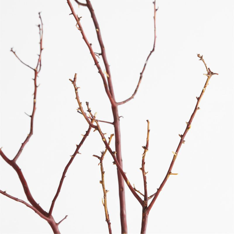 Manzanita Branch + Reviews | Crate & Barrel | Crate & Barrel