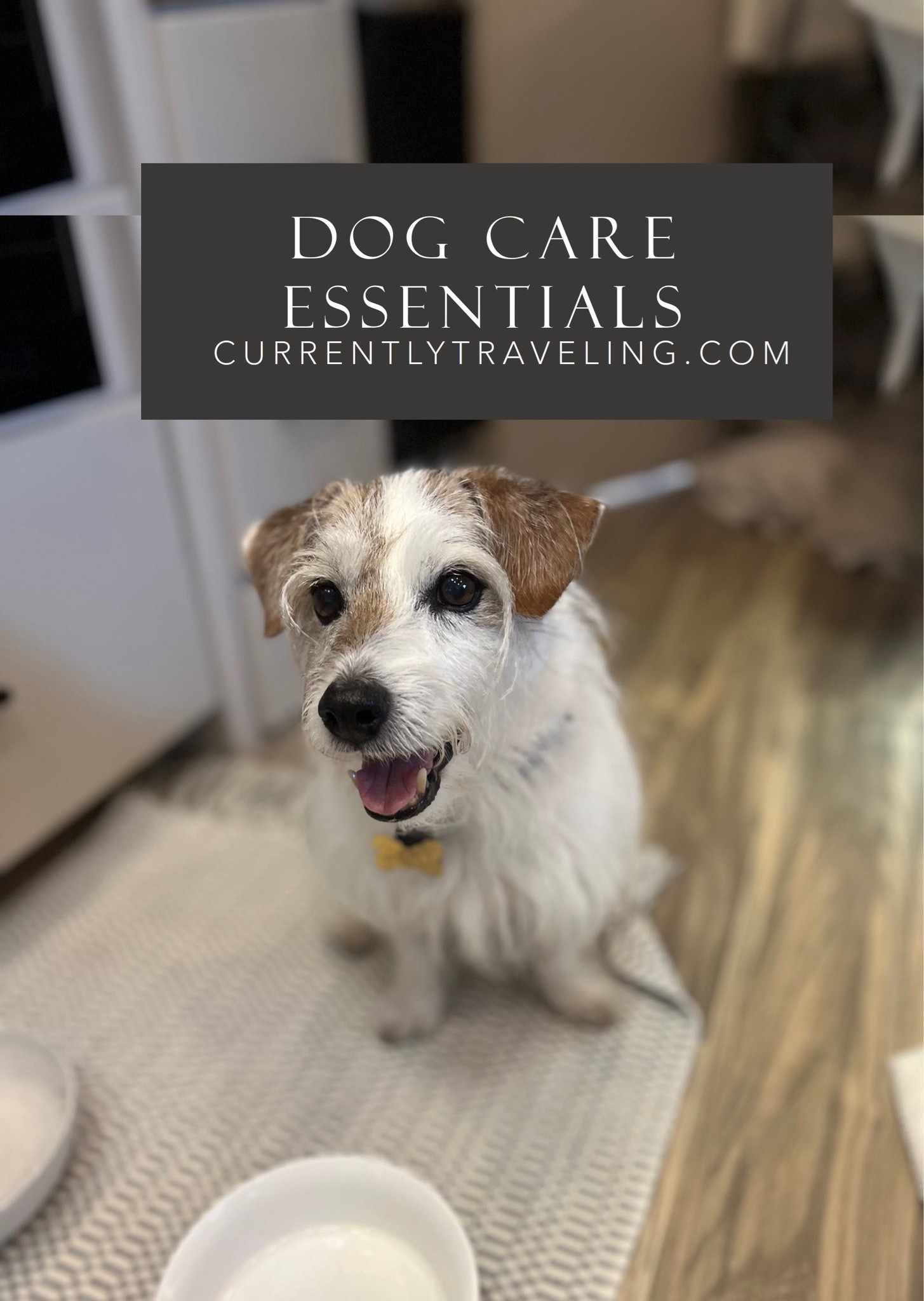 All the things we use when traveling with our senior dog in our car, boat and RV. 
Dog crate
Gift for dog lovers 
Dog car seat
Dog harness
Dog bowl 
Folding crate for dog
Dog gps
Dog monitor 
Pet stroller 
Dog stroller 
Dog camera 
Dog first aid 
Pet care
Dog food container 
Dog leash 
Dog travel supplies 
Snoozer dog car seat
Temperature sensor for RV
Dog bed

#LTKTravel #LTKBaby #LTKdayinmylife