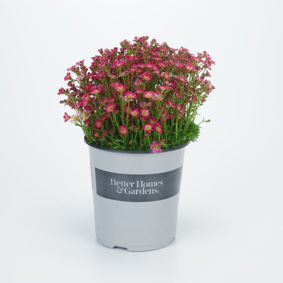 Better Homes & Gardens 2.5 Quart Multicolor Saxifraga Perennial Outdoor Live Plants Partial Sun | Walmart (US)