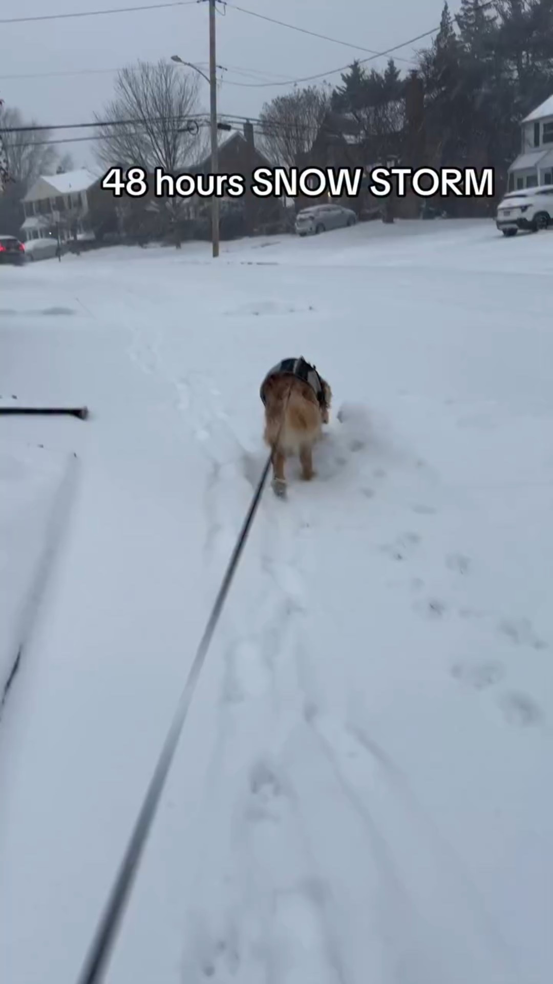 48 Hours 😩 NONSTOP SNOW ❄️ 🐾
Follow IG @ justchillwithpam 
YT @pamdsouza

#snowstom #usa #pamdsouza